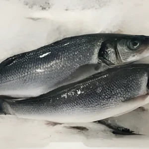 Lup de Mare Eviscerat
