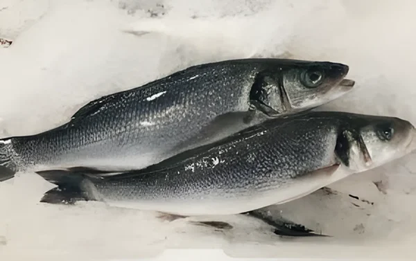 Lup de Mare Eviscerat