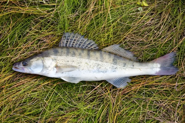 Salau