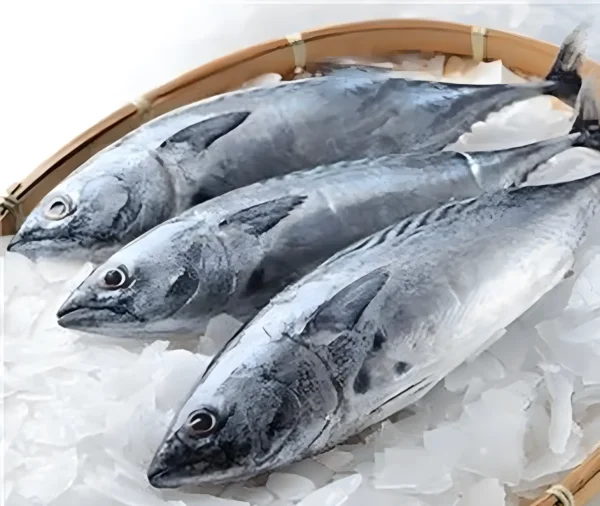Palamida/bonito
